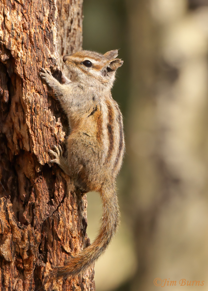 Gray-collared Chipmunk--5345