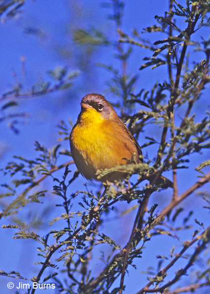 Gray-crowned Yellowthroat