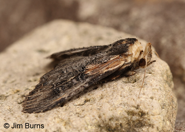 Gray-patched Prominent Moth dorsolateral view, Arizona
