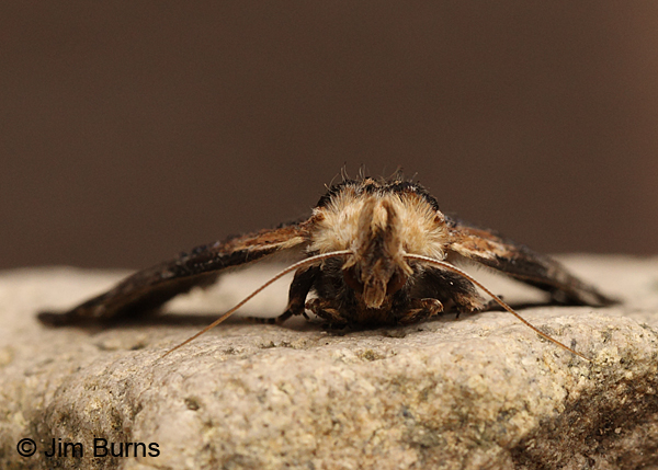 Gray-patched Prominent Moth head shot, Arizona.