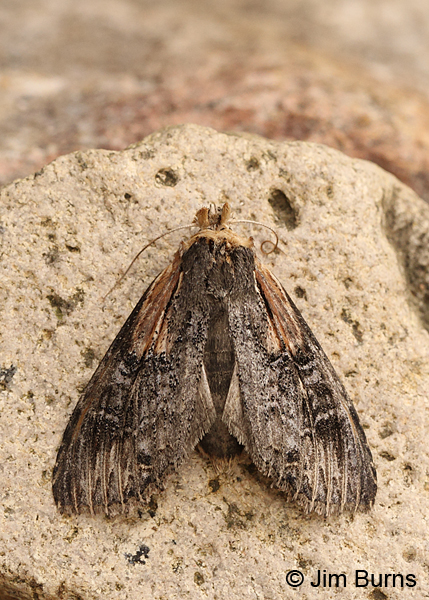 Gray-patched Prominent Moth dorsal view, Arizona