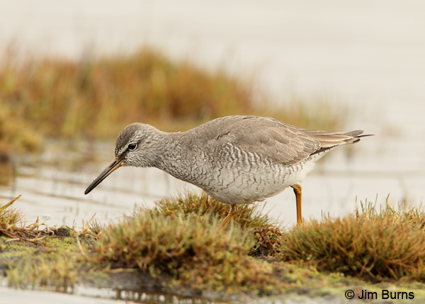 Gray-tailed Tattler alternate plumage