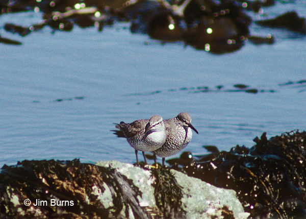 Gray-tailed with Wandering Tattler