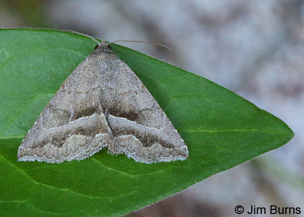 Gray-winged Owlet Moth male, Arizona