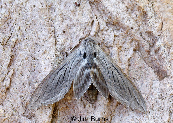 Great Ash Sphinx Moth, Arizona--8780