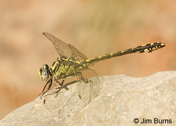Great Basin Snaketail male on river rock, Klamath Co., OR, July 2013