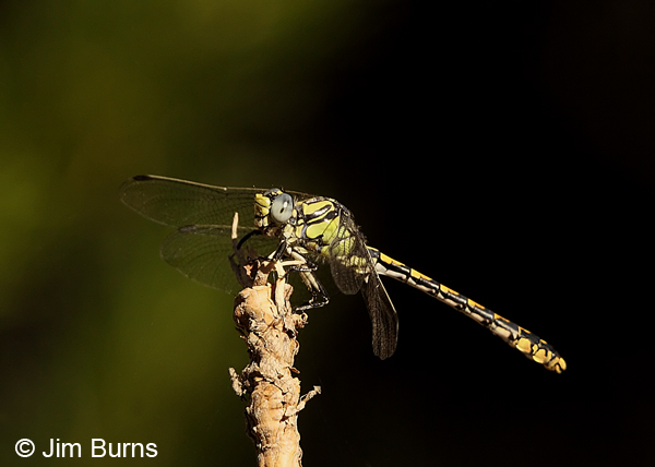 Great Basin Snaketail male in sunshaft, Klamath Co., OR, July 2013