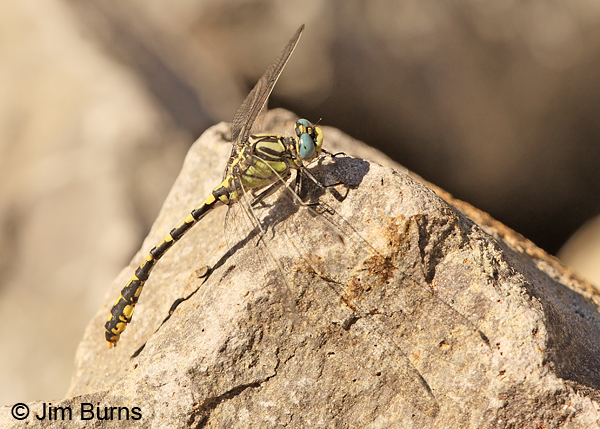 Great Basin Snaketail male in wing shadow #2, Klamath Co., OR, July 2013