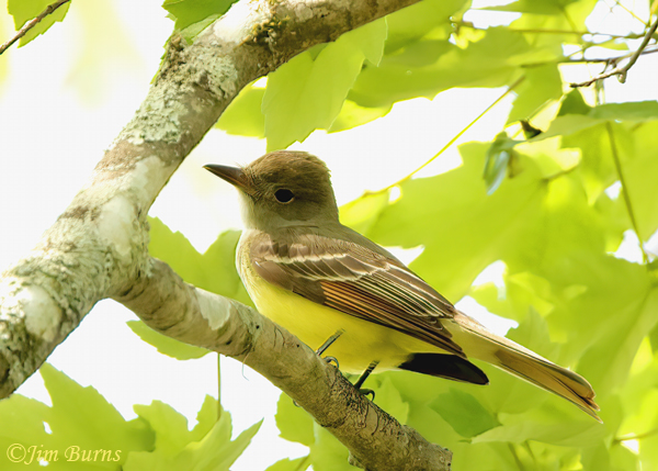 Great Crested Flycatcher in cottonwood--7034
