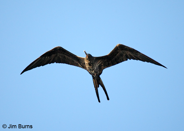 Great Frigatebird immature in flight