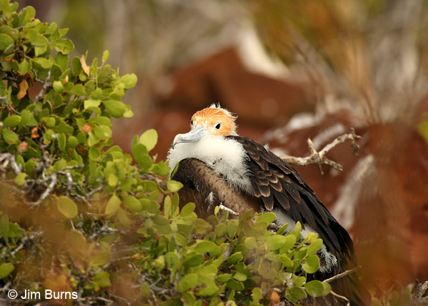 Great Frigatebird juvenile at nest