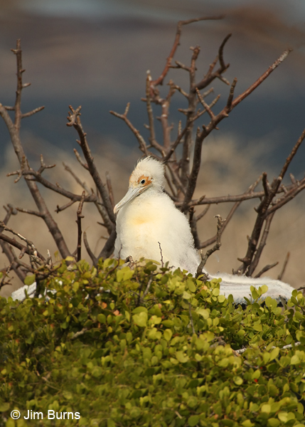 Great Frigatebird nestling