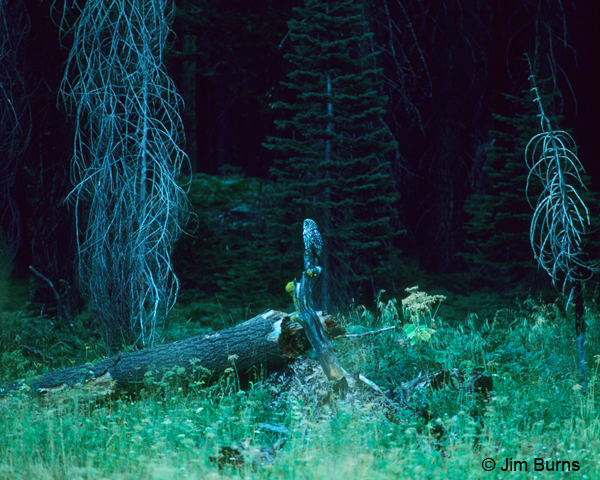 Great Gray Owl meadow first light