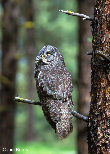 Great Gray Owl watching ravens