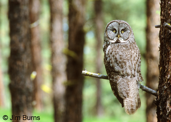 Great Gray Owl