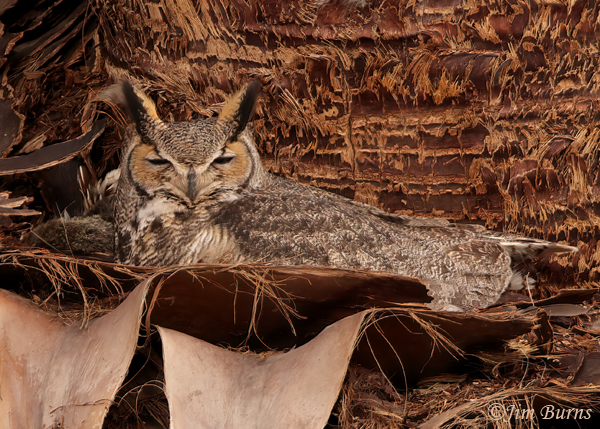 Great Horned Owl female on palm skirt nest--6271