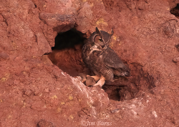 Great Horned Owl, male food delivery, 20 minutes before sunrise--8037