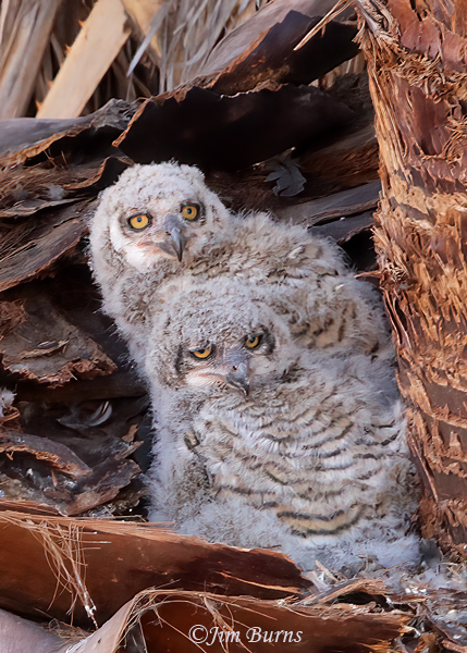 Great Horned Owlets in palm shelf nest--8894