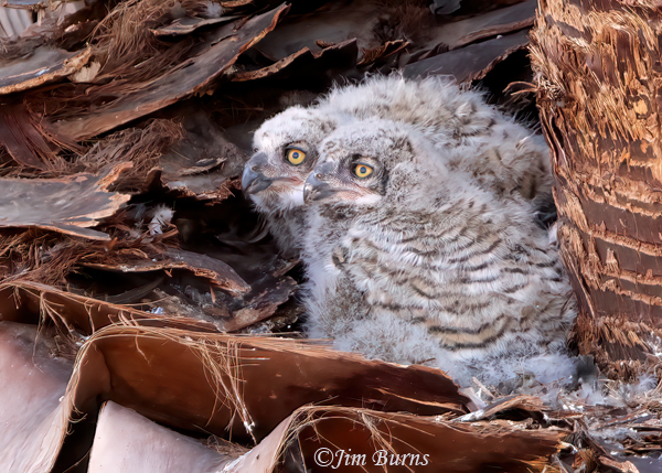Great Horned Owlets in palm shelf nest #2--8903