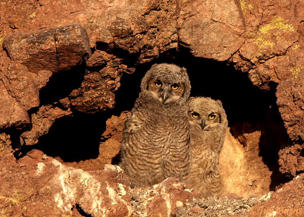 Great Horned Owlets in cliff grotto nest--9040