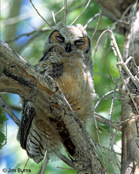 Great Horned Owl brancher