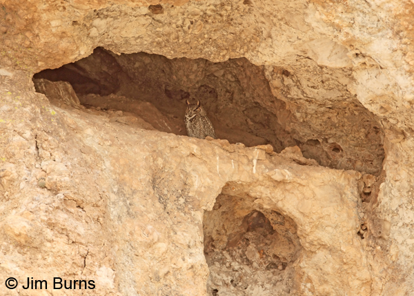 Great Horned Owl cave nest