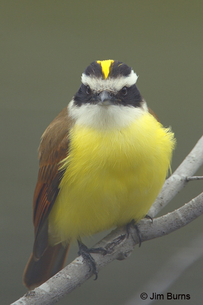 Great Kiskadee