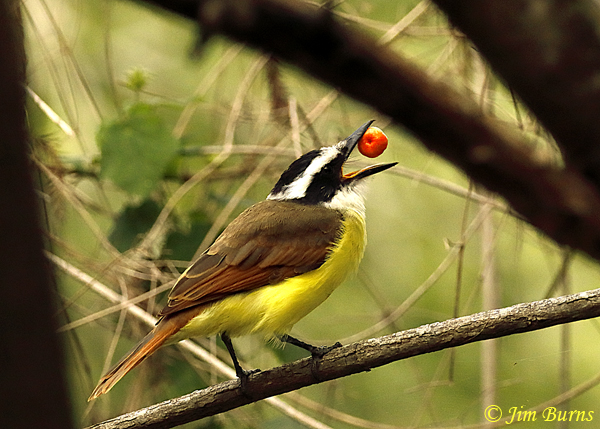 Great Kiskadee with Turk's Cap berry--2556