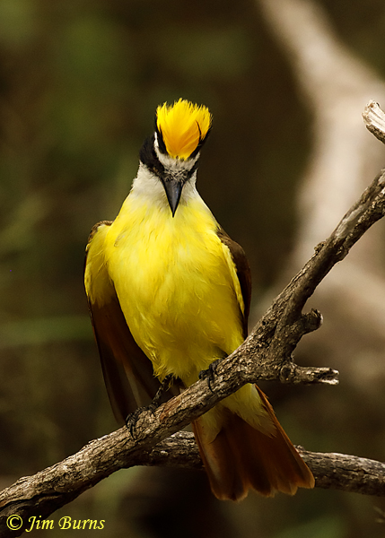 Great Kiskadee crest raised #2--8026