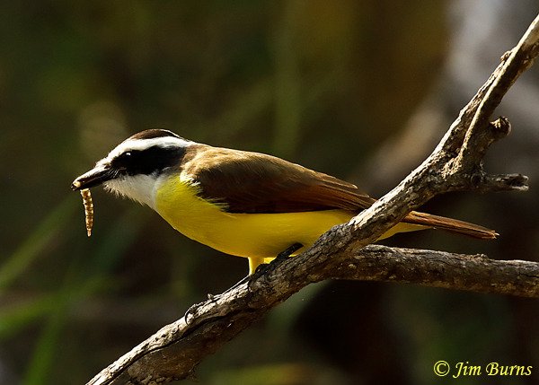 Great Kiskadee with caterpillar--8228