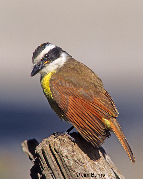 Great Kiskadee dorsal