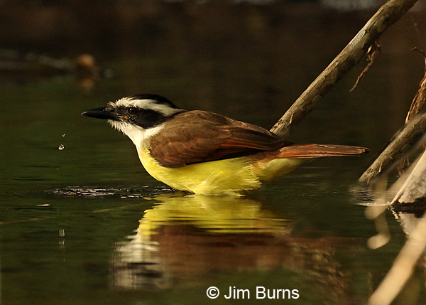 Great Kiskadee drinking