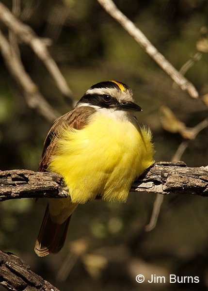 Great Kiskadee feathers fluffed out