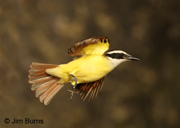 Great Kiskadee in flight #2