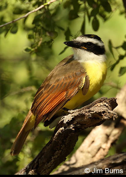 Great Kiskadee in habitat