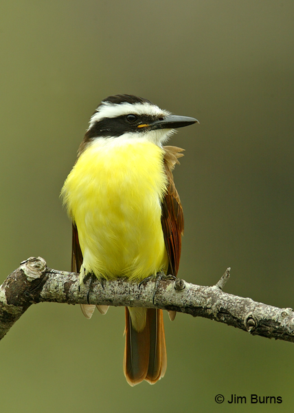 Great Kisdadee ventral