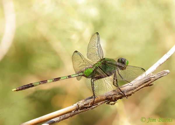 Great Pondhawk male, Maricopa Co., AZ, September 2021--2629