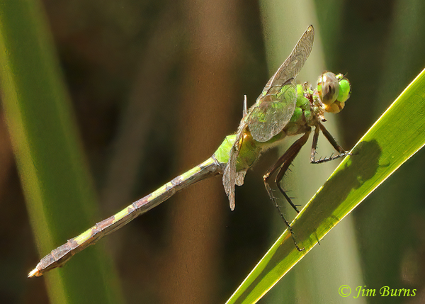 Great Pondhawk female, Maricopa Co., AZ, September 2021--2764