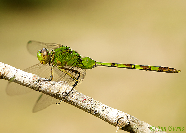 Great Pondhawk female, Cameron Co., TX, November 2018--2902