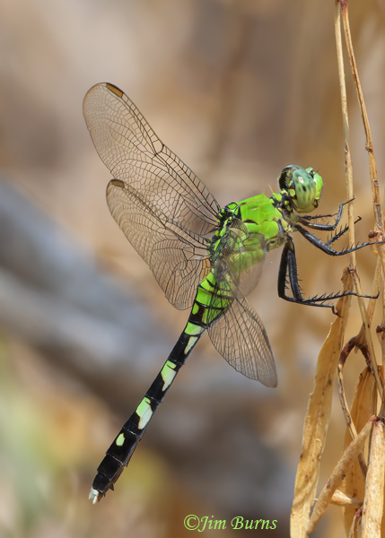 Great Pondhawk male, Hidalgo Co., TX, September 2023--3310
