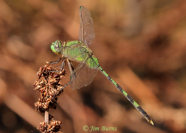 Great Pondhawk male, Maricopa Co., AZ, September 2021--5489