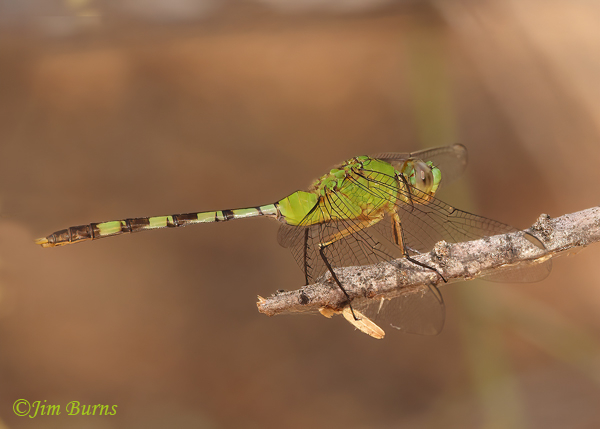 Great Pondhawk male horizontal, Maricopa Co., AZ, July 2022--9446