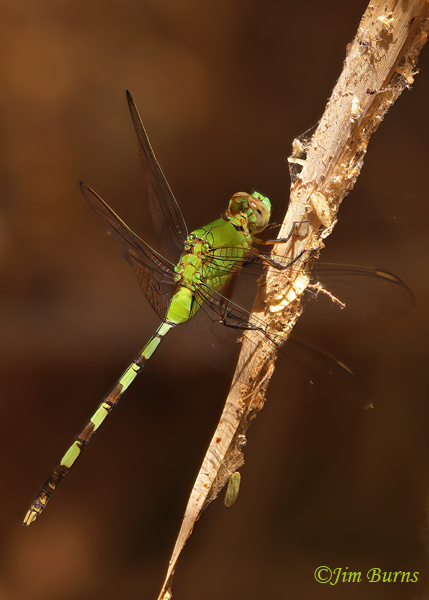 Great Pondhawk male vertical, Maricopa Co., AZ, July 2022--9633