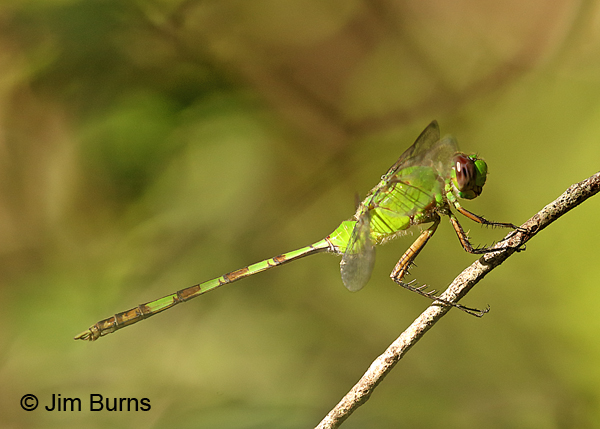 Great Pondhawk female, Dade Co., FL, December 2016