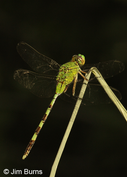 Great Pondhawk female, Hidalgo Co., TX, May 2012