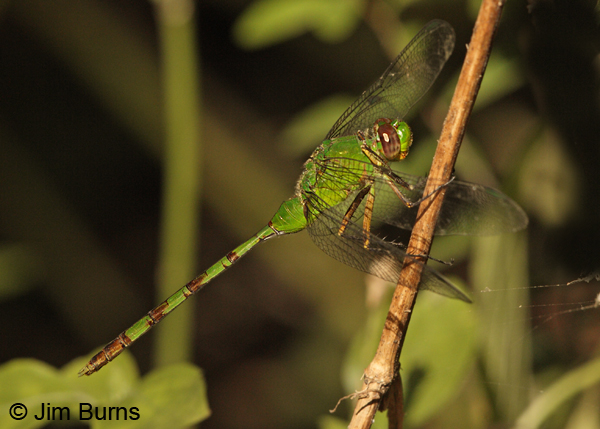 Great Pondhawk immature female, Monroe Co., FL, December 2012
