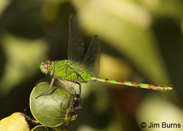 Great Pondhawk immature male, Monroe Co., FL, December 2012