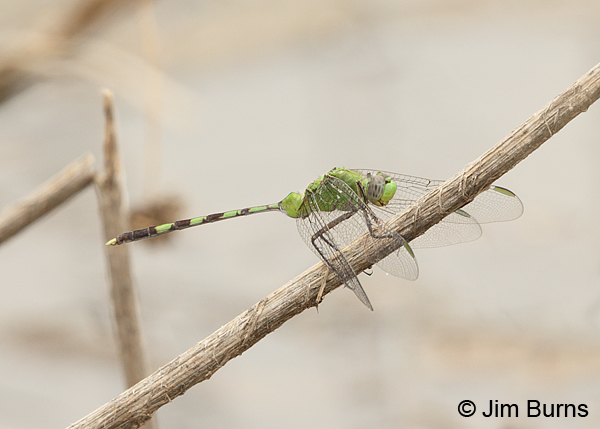 Great Pondhawk male, Pima Co., AZ, August 2014