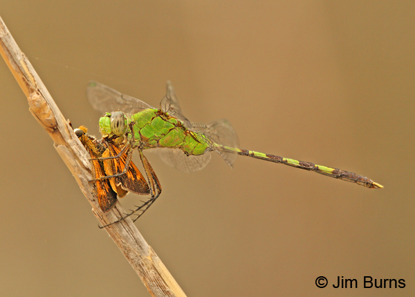 Great Pondhawk male eating Fiery Skipper, Hidalgo Co., TX, March 2013