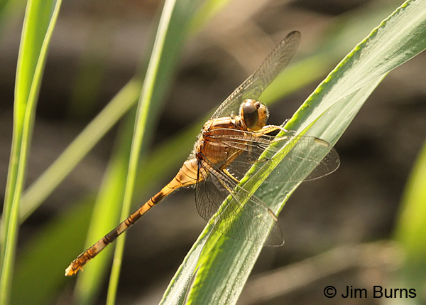 Great Pondhawk teneral female, Cameron Co., TX, October 2013